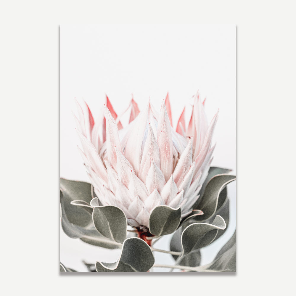 Framed print of a Queen Protea flower, capturing nature's regal beauty and perfect for modern wall art.