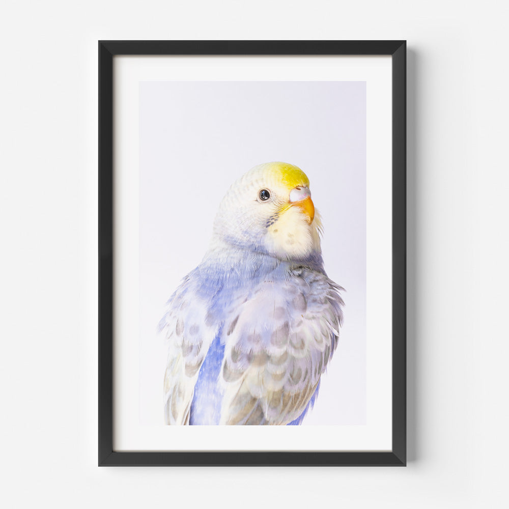 Avian Fine Art Print: Breathtaking poster showcasing a violet budgerigar, suitable for fine arts and wall decor.