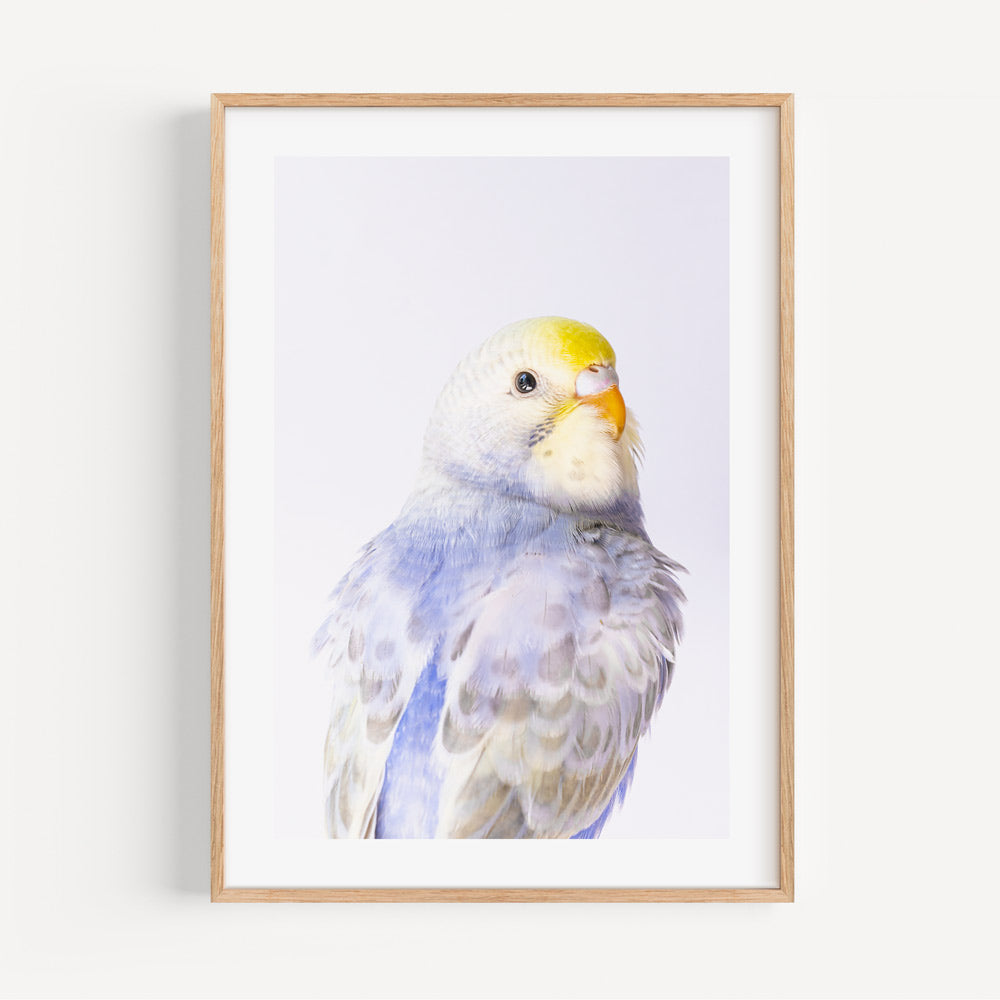 Feathered Canvas Artwork: Serene image of the budgerigar, enhancing your wall artwork and canvas prints collection.
