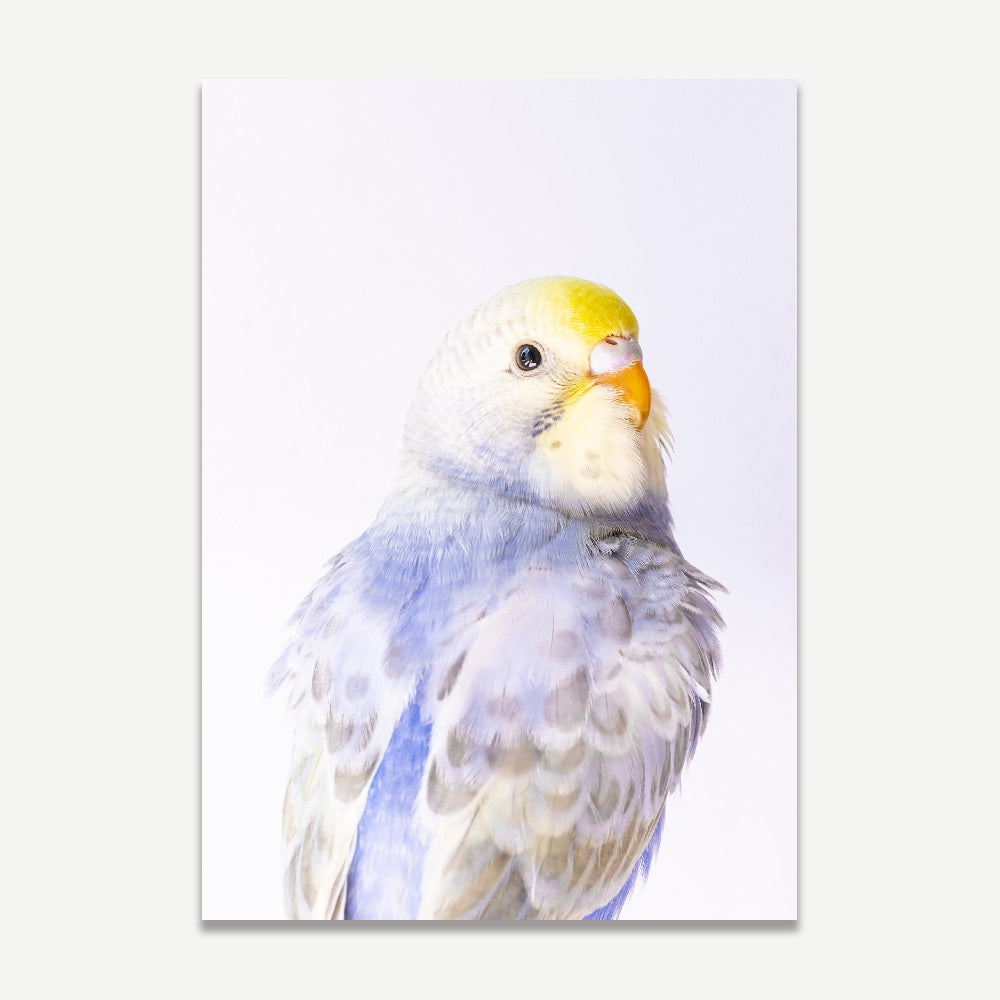 Violet Budgie Home Decor: Stylish print of a violet budgerigar, adding avian charm to your home decor and wall art collection.