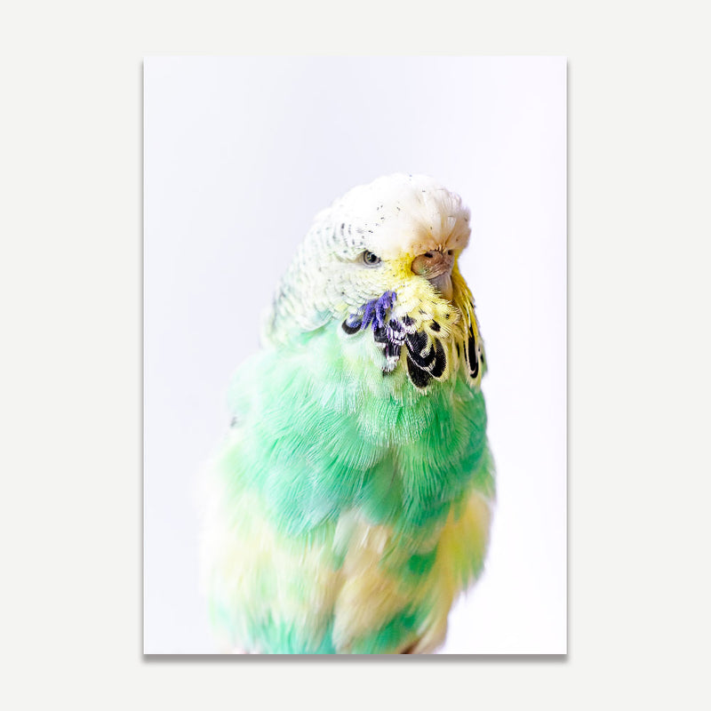 Set of 2 - Seafoam & Pied