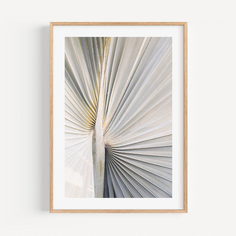 Silver Palm I
