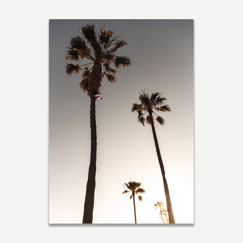 Sunset in California with palm trees against the sky - beautiful artwork for wall decor in homes and offices by Oblongshop.