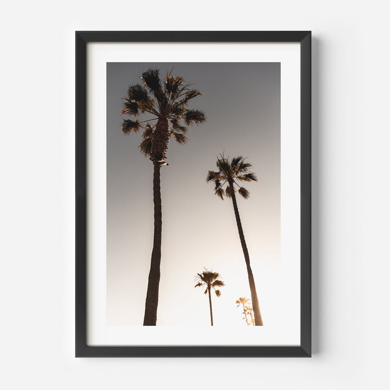Sunset Palm Trees