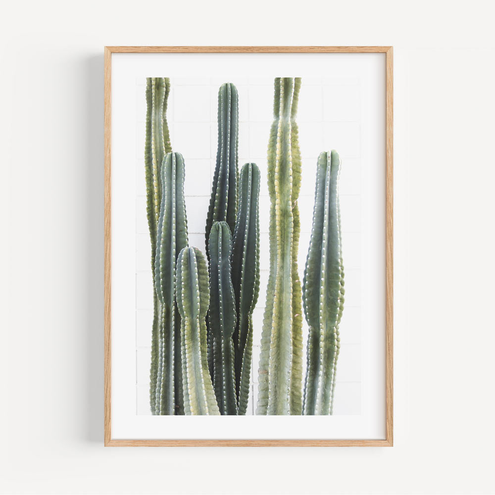 Torch Cacti Canvas Print: Unique wall artwork of torch cacti. Elevate your space with modern art. Available at our prints shop.