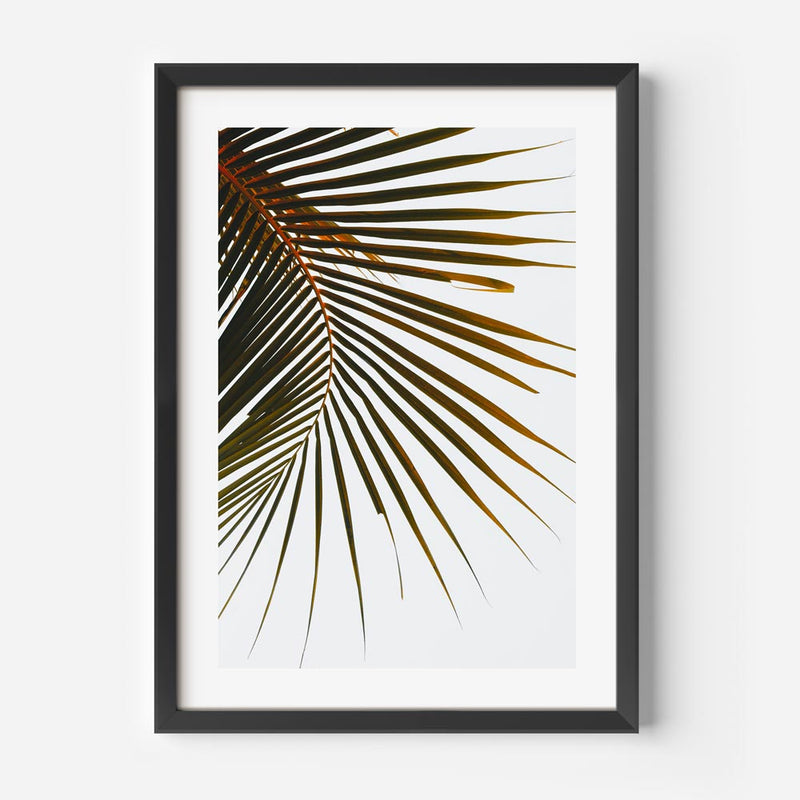 Tropical Frond II