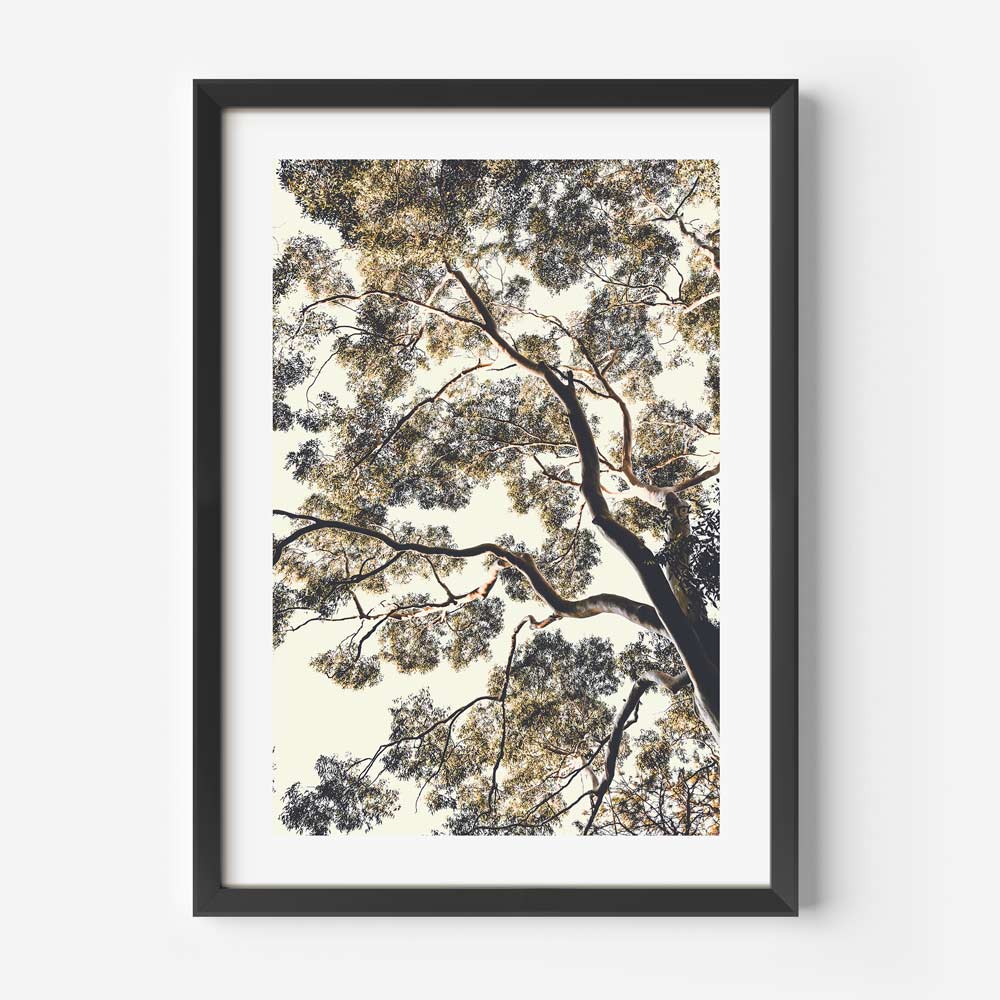 Framed art of EUCALYPTUS Umbrella tree - Canvas prints