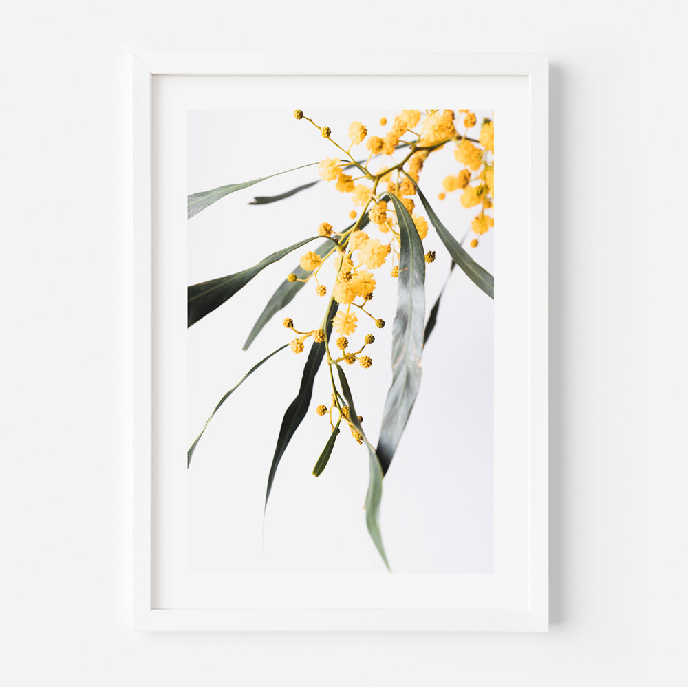 Golden Wattle Flower: A vibrant symbol of Australia's national identity, captured in the heart of Sydney's floral beauty.