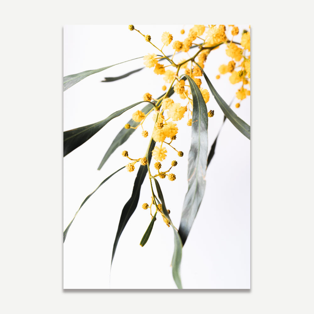 Botanical Brilliance: A framed photo capturing the intricate details of the Golden Wattle Flower, a stunning addition to your wall decor collection.