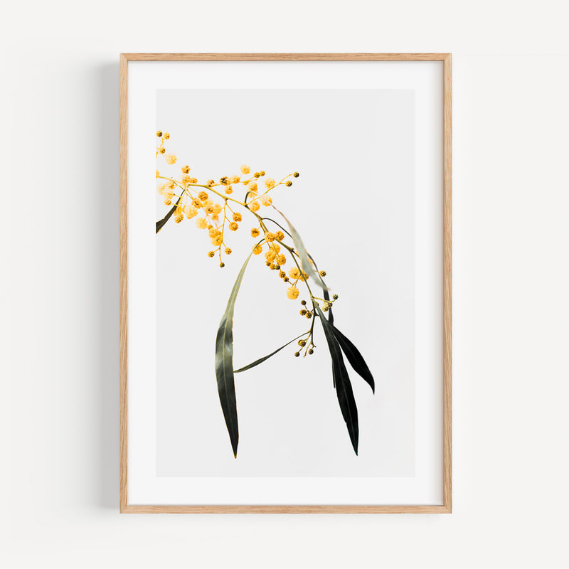 Wattle II
