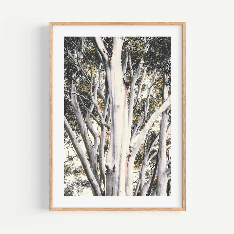 White Gums I