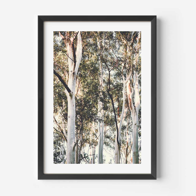 White Gums II