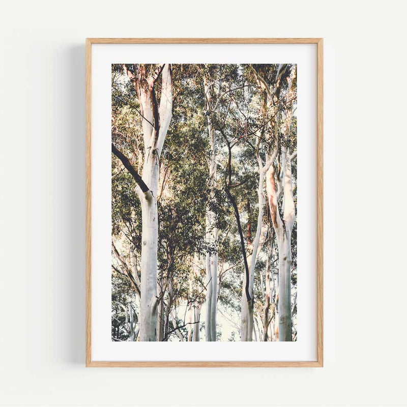 White Gums II