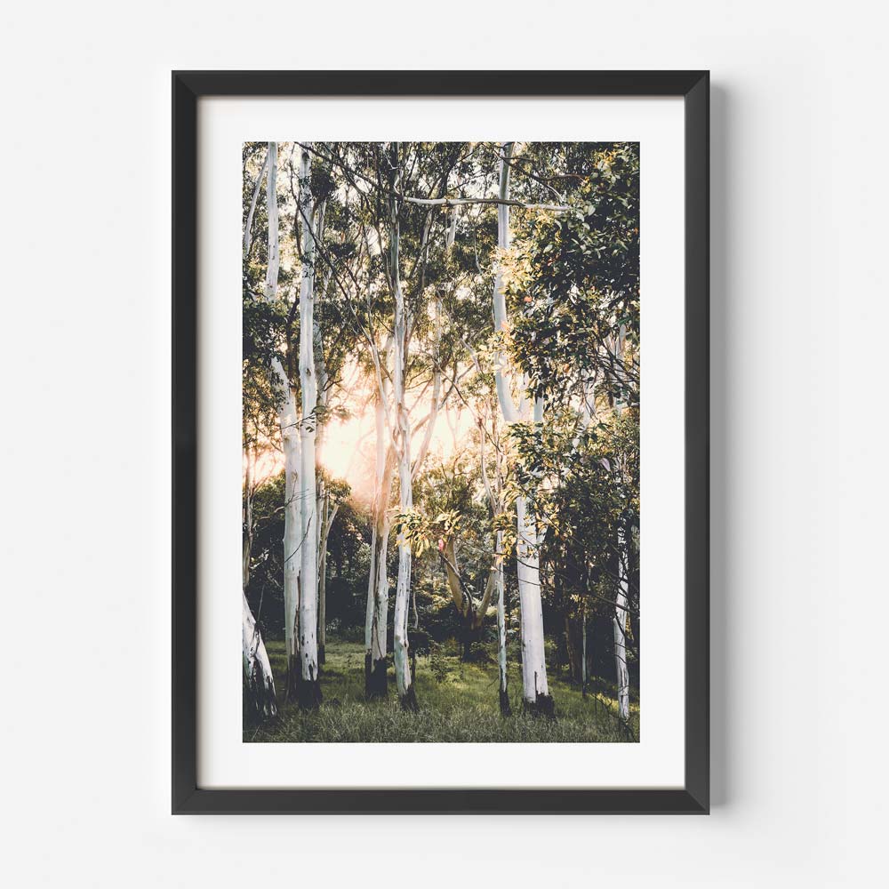 Prints shop - mesmerizing wall art featuring ghost gums at dawn, a must-have for art enthusiasts.
