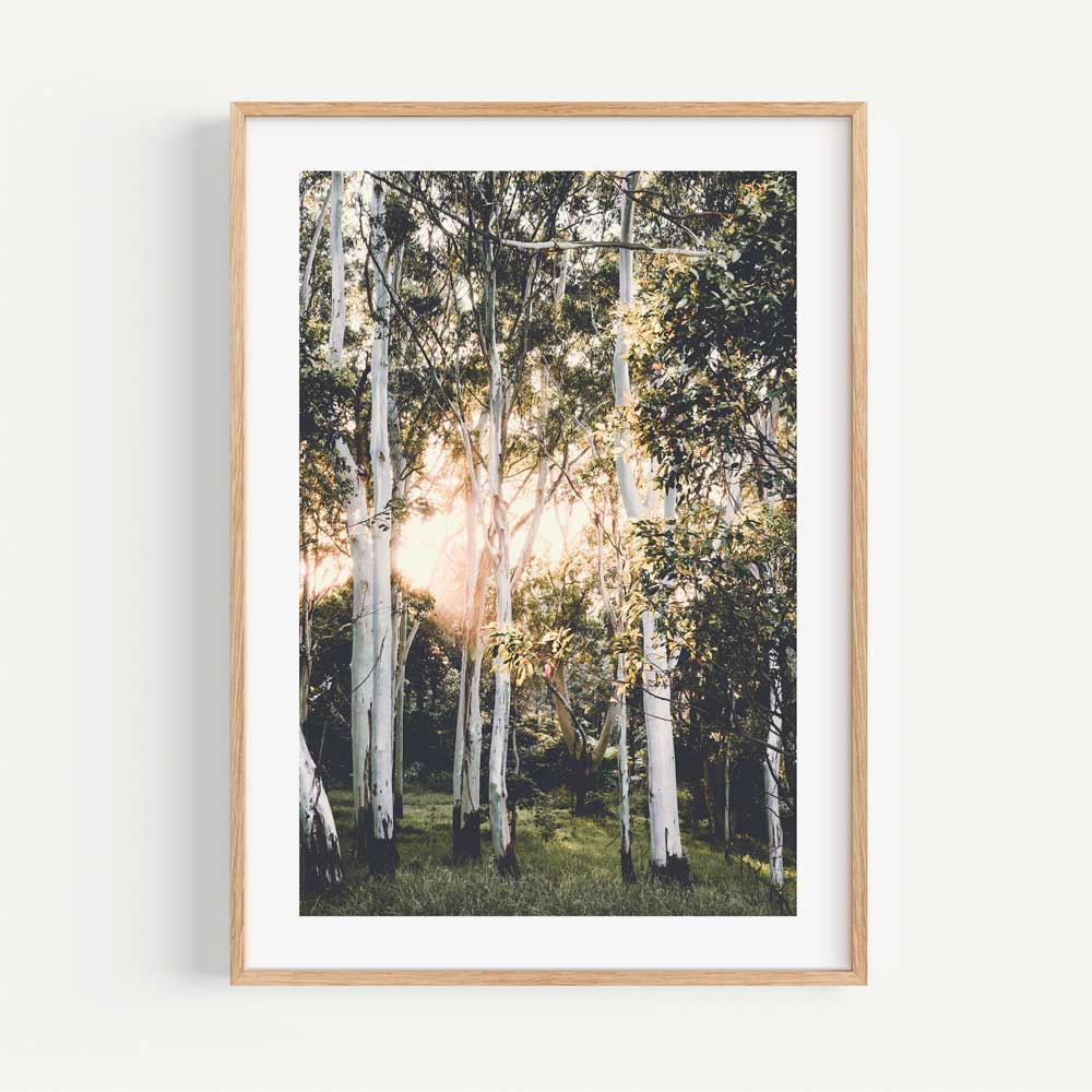 Art wall art - breathtaking photo of ghost gums at dawn, a unique addition to your wall decor collection.