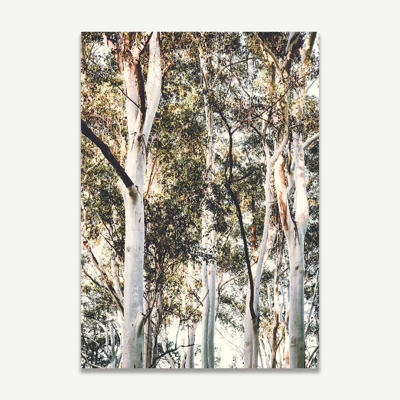 White Gums II