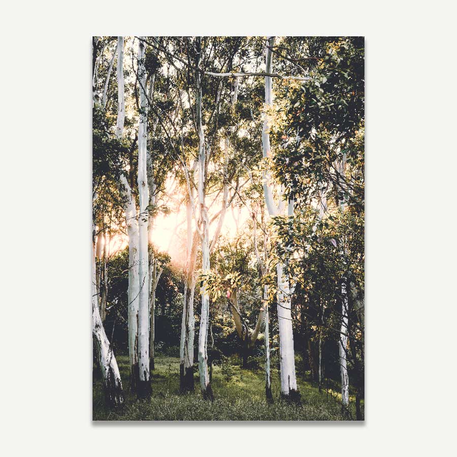 Framed art - exquisite image of ghost gums at dawn, a stunning piece to enhance your living space.