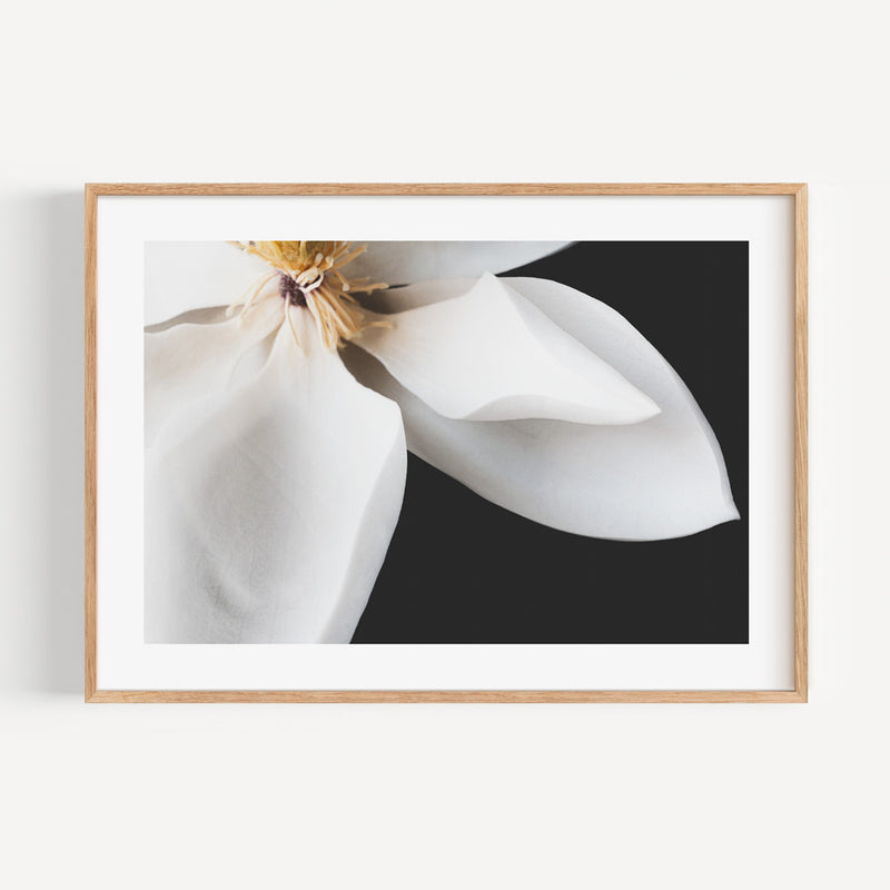 White Magnolia II
