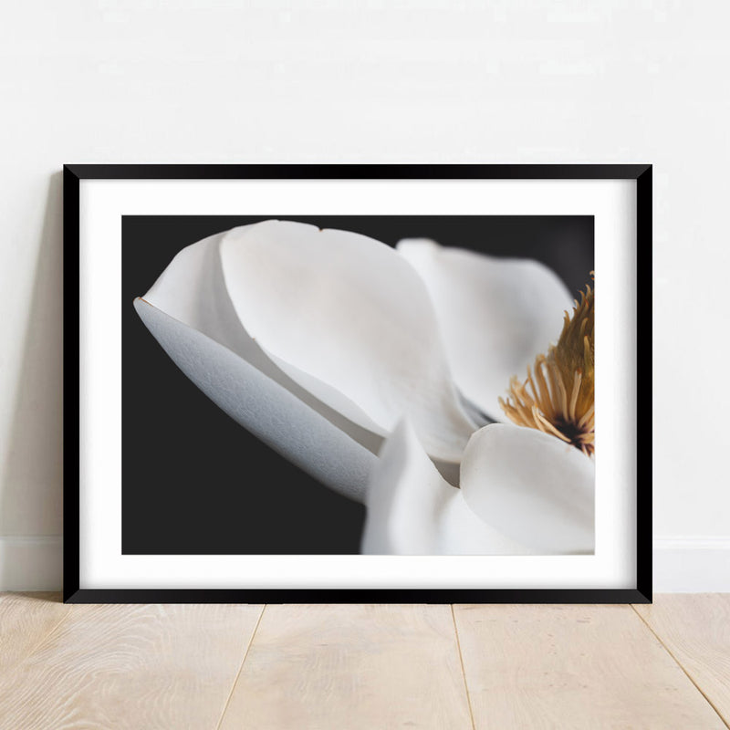 White Magnolia IV